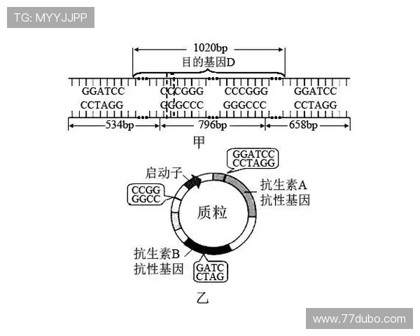 1xbet中文的安全性分析：保护用户信息的措施